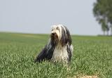 BEARDED COLLIE 249